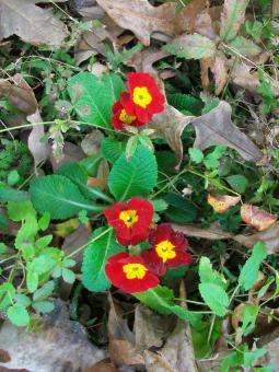 Free Stock Photo of Primrose