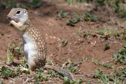 Free Stock Photo of Prairie Dog