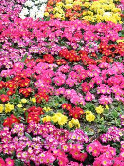Free Stock Photo of Colorful primroses