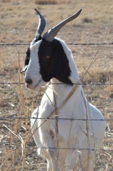 Free Stock Photo of Goat Side Profile