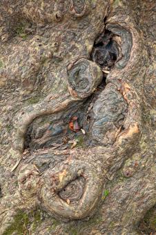 Free Stock Photo of Gnarled Wood Texture - HDR