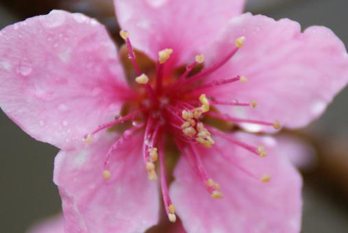 Free Stock Photo of Pink flower