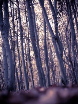 Free Stock Photo of The wood