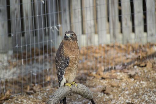Free Stock Photo of Wild Hawk