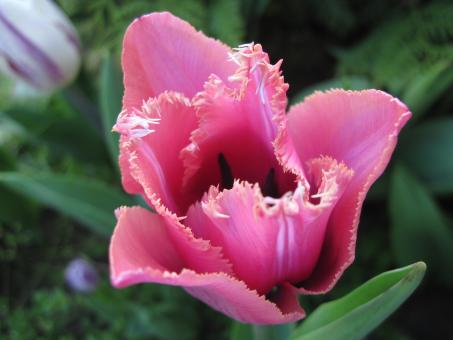 Free Stock Photo of Beautiful pink tulip with curly edges