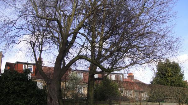 Free Stock Photo of Leafless Trees 2