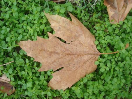 Free Stock Photo of Autumn leaves on a green grass