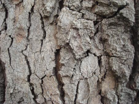 Free Stock Photo of Dry wood texture
