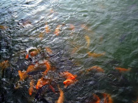 Free Stock Photo of Fish in the River