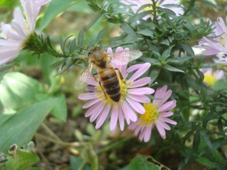 Free Stock Photo of Bee on a purple flower