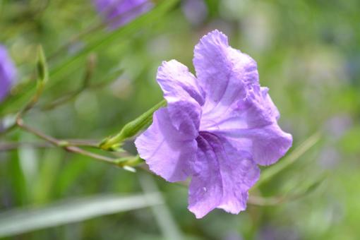 Free Stock Photo of Beautiful Purple Flower