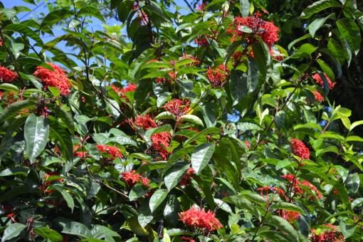 Free Stock Photo of Clump of Red Flowers