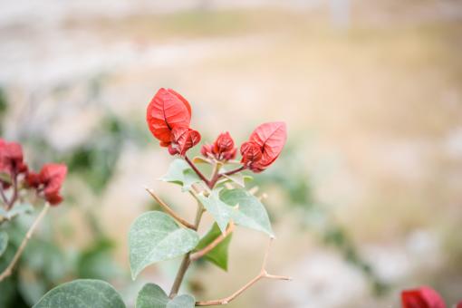 Free Stock Photo of Mexican Flora