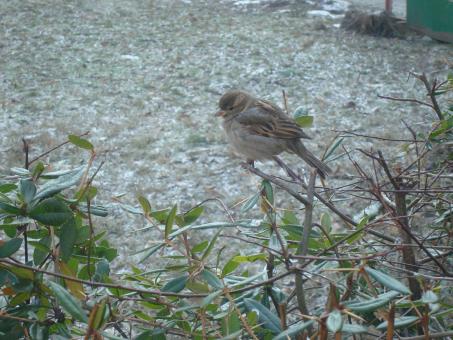 Free Stock Photo of Urban sparrow