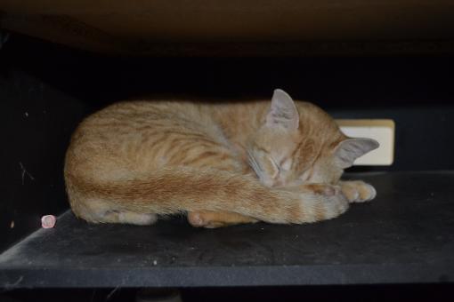 Free Stock Photo of Cat In The Box
