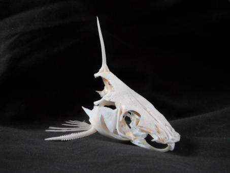 Free Stock Photo of Horse Face Catfish