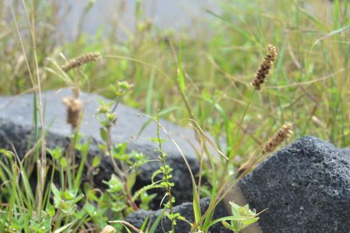 Free Stock Photo of Rock and grass