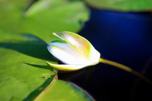 Free Stock Photo of water lily
