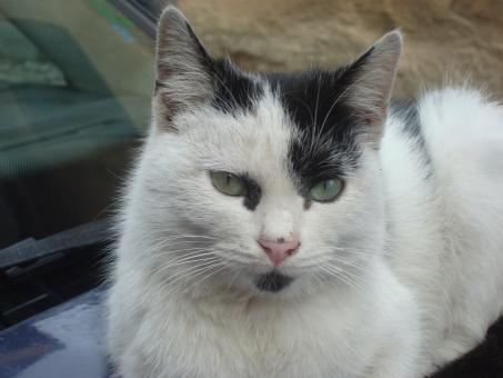 Free Stock Photo of Street cat