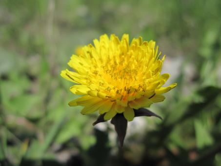 Free Stock Photo of Yellow macro flower