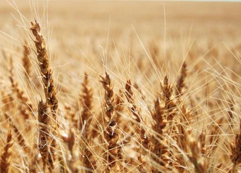 Free Stock Photo of Wheat