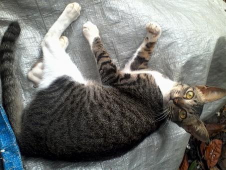 Free Stock Photo of My pet cat