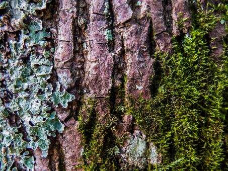 Free Stock Photo of Pine tree with herbs texture