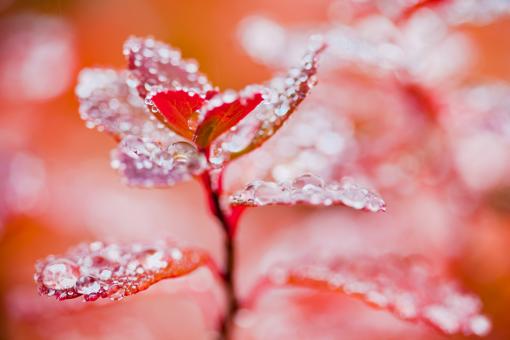 Free Stock Photo of Droplets on Autumn Leaves