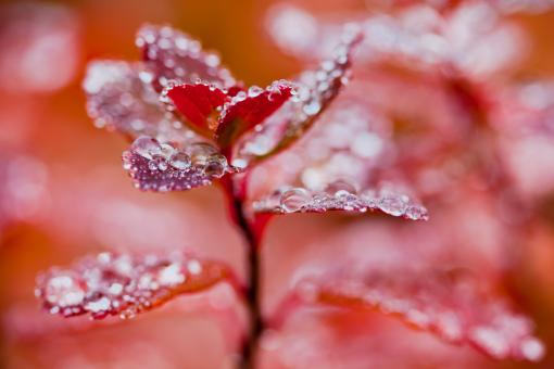 Free Stock Photo of Droplets on Red Autumn Foliage