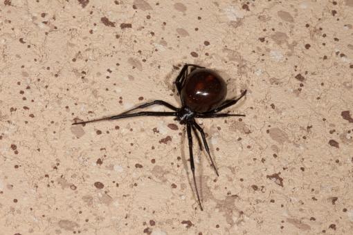 Free Stock Photo of Black Widow Spider