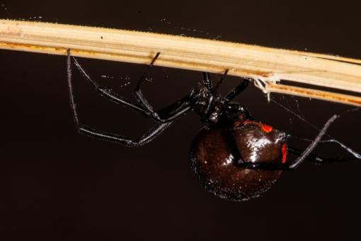 Free Stock Photo of Black Widow Spider