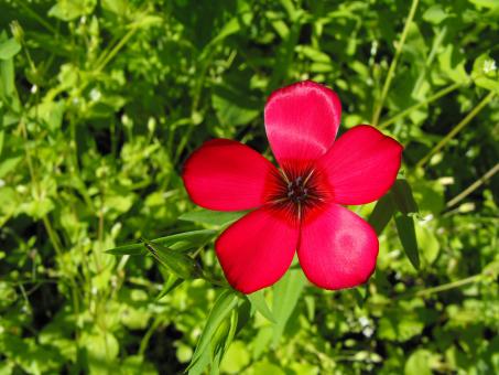 Free Stock Photo of Red Flower