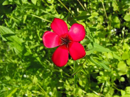 Free Stock Photo of Red Flower