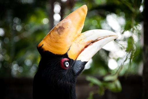 Free Stock Photo of Rhinocerous hornbill bird