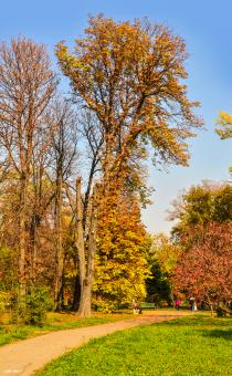 Free Stock Photo of Autumn in the park