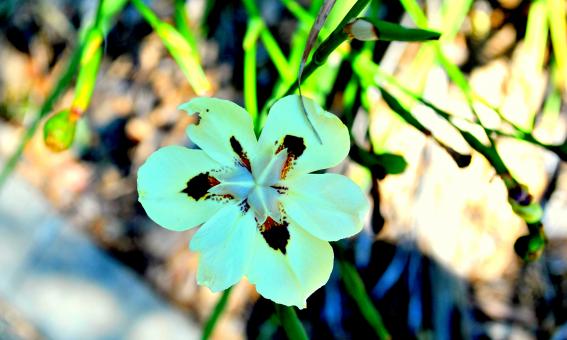 Free Stock Photo of Green Garden