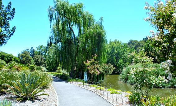 Free Stock Photo of Green Garden