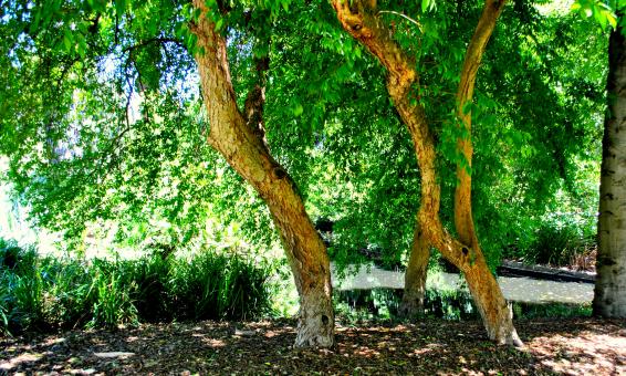 Free Stock Photo of Green Garden