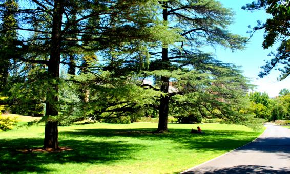 Free Stock Photo of Green Garden