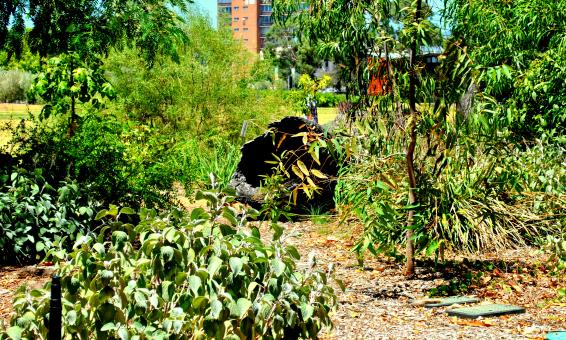 Free Stock Photo of Green Garden