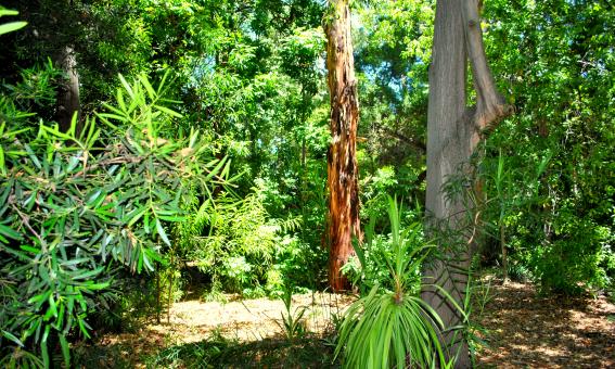 Free Stock Photo of Green Garden