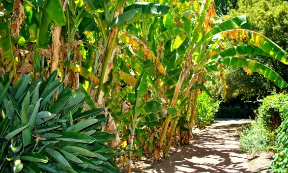 Free Stock Photo of Green Garden