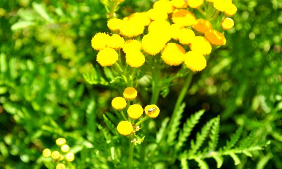Free Stock Photo of Yellow Flowers