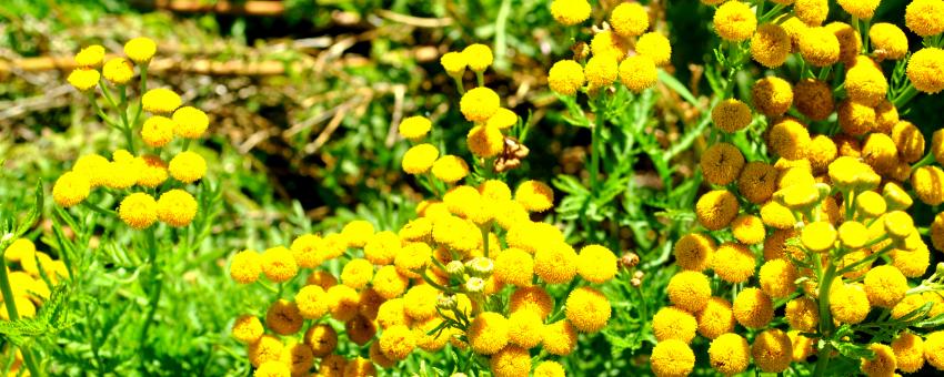 Free Stock Photo of Yellow Flowers
