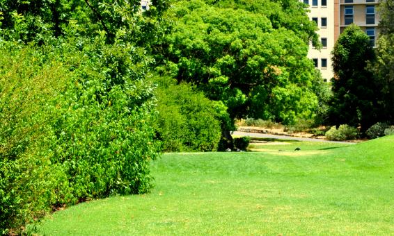 Free Stock Photo of Green Garden