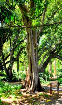 Free Stock Photo of Green Garden