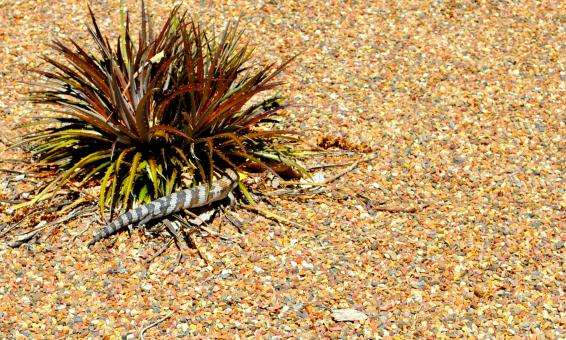 Free Stock Photo of Wild Reptile