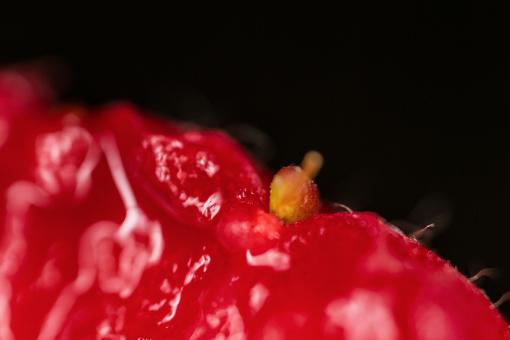 Free Stock Photo of Organic fruit and fiber background