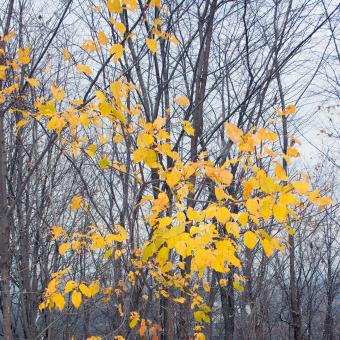 Free Stock Photo of leaves