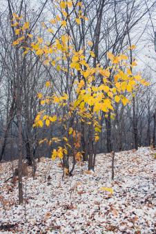 Free Stock Photo of autumn leaves